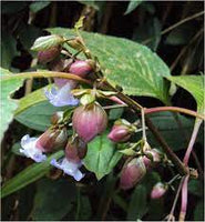 Strobilanthes Heyneanus -Medicinal Plant