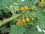 Solanum Violaceum -Medicinal Plant