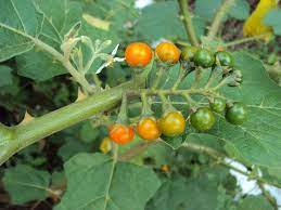 Solanum Violaceum -Medicinal Plant