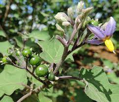 Solanum Violaceum -Medicinal Plant