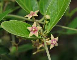 Tylophora Indica-Medicinal Plant