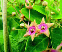 Tylophora Indica-Medicinal Plant