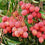 LICHI FRUIT PLANT EXOTIC PLANTS