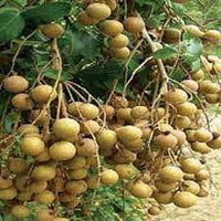 DIAMOND RIVER LONGAN FRUIT PLANT EXOTIC PLANTS