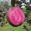 VILOT GUAVA FRUIT PLANT EXOTIC PLANTS