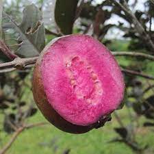 VILOT GUAVA FRUIT PLANT EXOTIC PLANTS