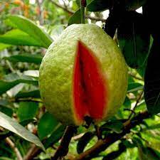 RED GUAVA FRUIT PLANT EXOTIC PLANTS