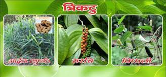 NAVAGRAHA (NINE PLANETS) - set of 9 plants -Medicinal Plant