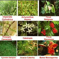 NAVAGRAHA (NINE PLANETS) - set of 9 plants -Medicinal Plant