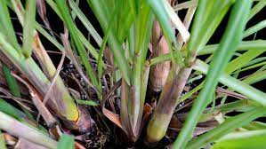 LEMON GRASS – CYMBOPOGON CITRATUS PLANT -Medicinal Plants 1 Plants