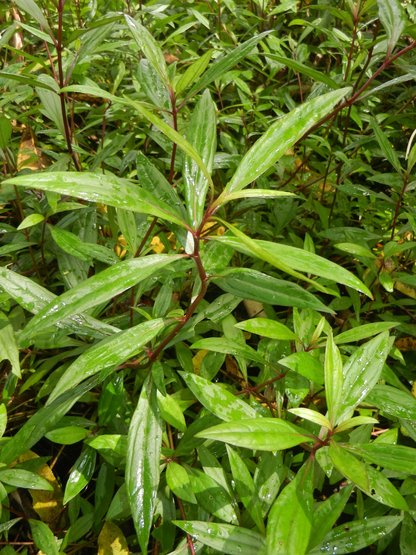 Ayapana Triplinervis Medicinal Plant: Live, Healthy, Polybag-Grown for Wellness