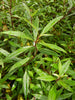 Ayapana Triplinervis Medicinal Plant: Live, Healthy, Polybag-Grown for Wellness