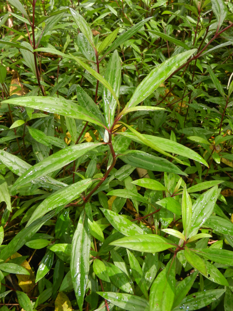 Ayapana Triplinervis Medicinal Plant: Live, Healthy, Polybag-Grown for Wellness