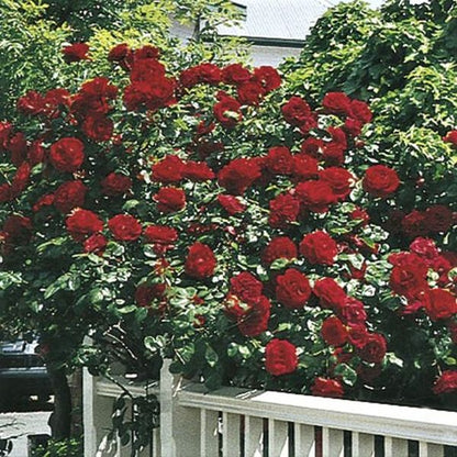 Velvet Vine Hybrid Rose Seeds – Classic Climbing Beauty - Rose Seeds