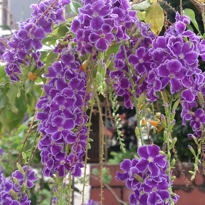 Golden Duranta (Golden Dewdrops) Live Plant | Attractive Hedge Plant for Home & Garden | Healthy Live Plant - Best Selling