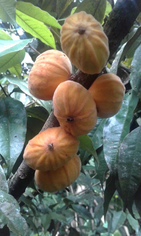 Jaboticaba Dwarf Mulchi Fruit Plant