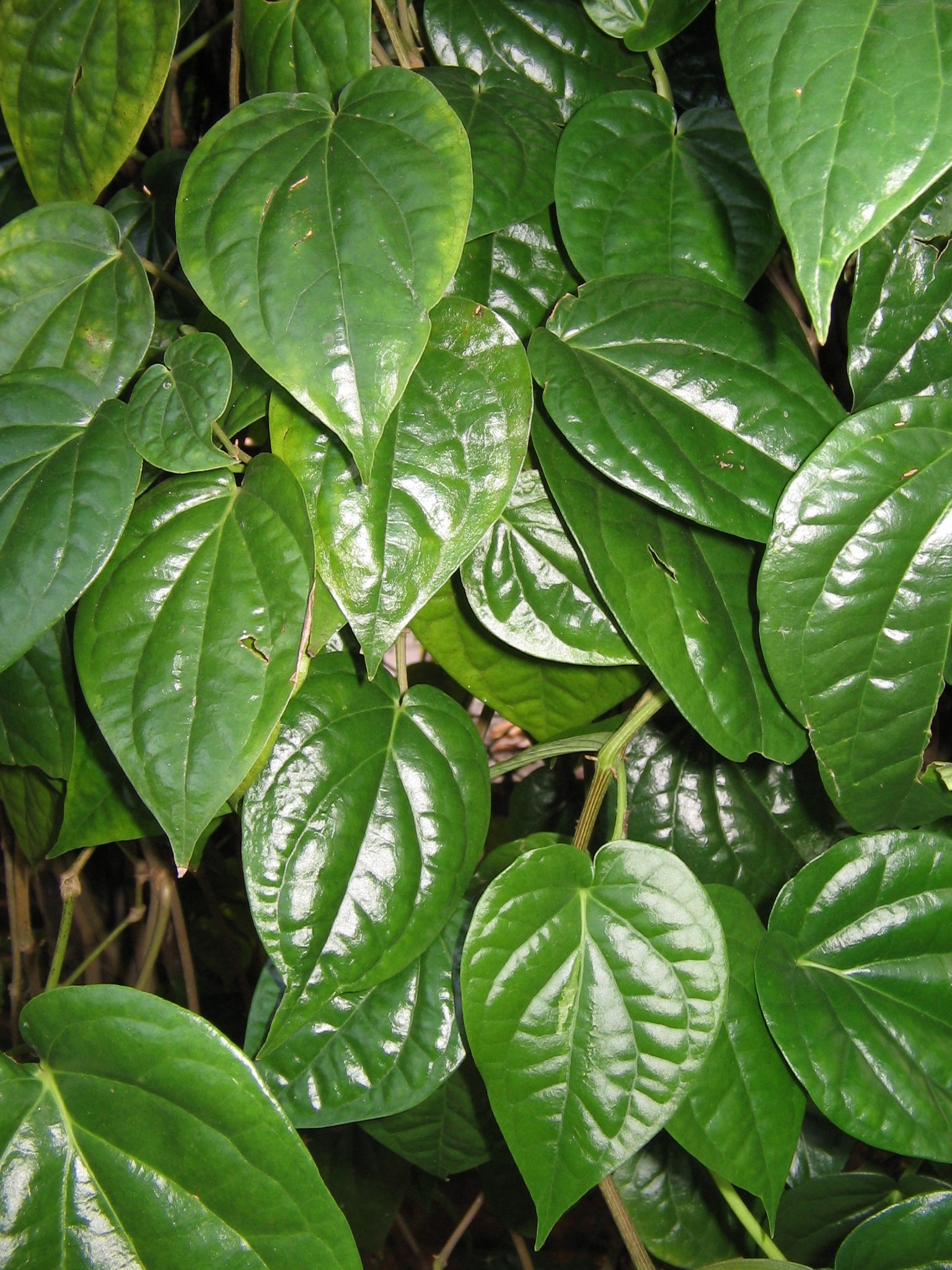 Vetta Piper Betel Medicinal Plant: Live, Healthy, Thriving for Home Gardens
