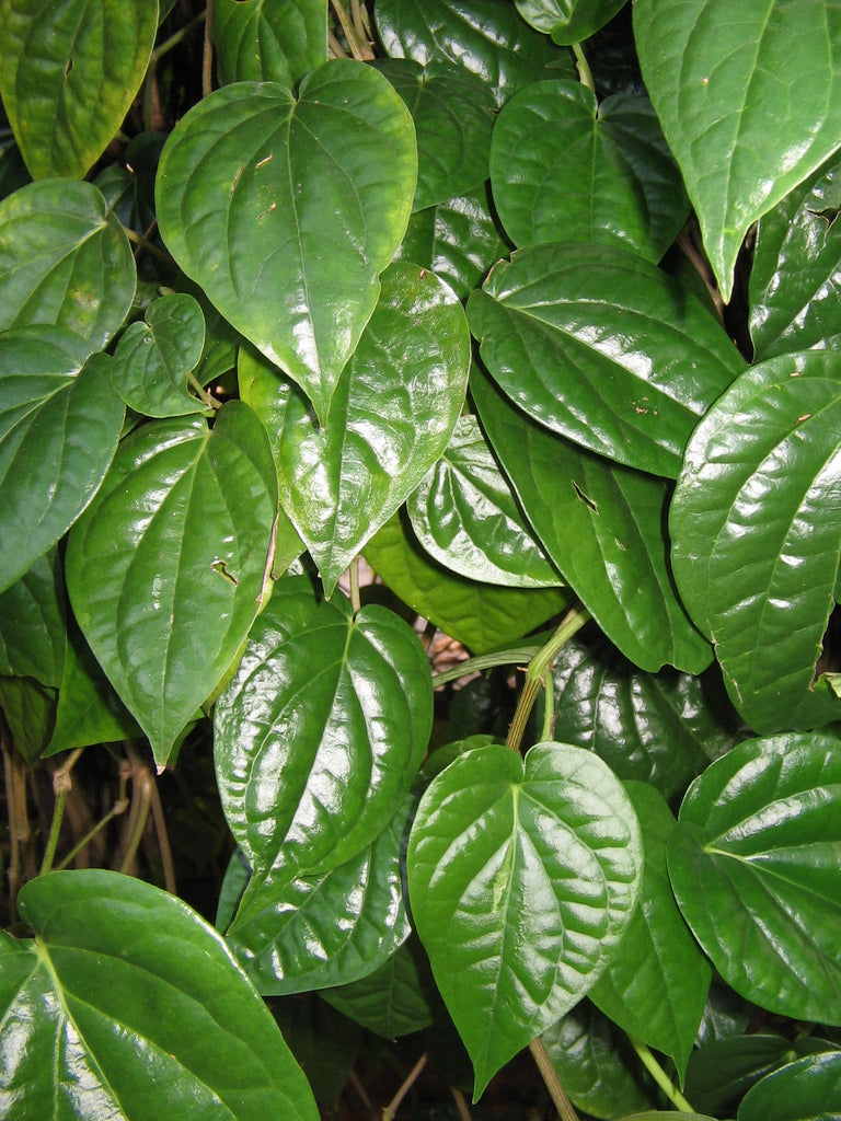 Vetta Piper Betel Medicinal Plant: Live, Healthy, Thriving for Home Gardens