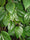 Vetta Piper Betel Medicinal Plant: Live, Healthy, Thriving for Home Gardens