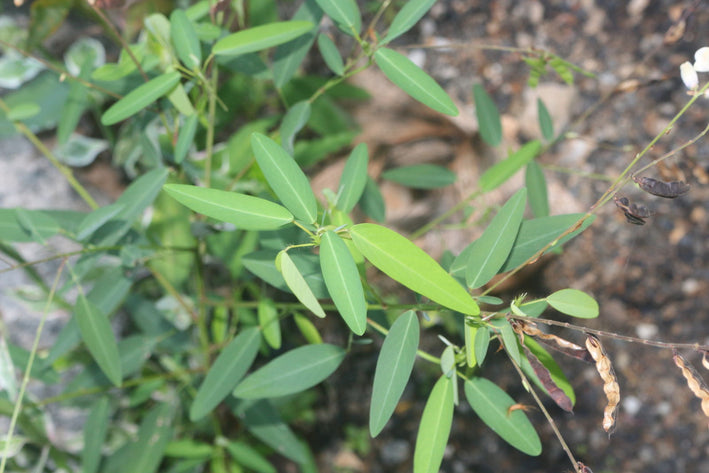 Codariocalyx Motorius-Medicinal Plant