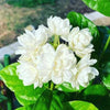 White Mogra | Arabian Jasmine Aromatic Flower 1 Plant - Best Selling