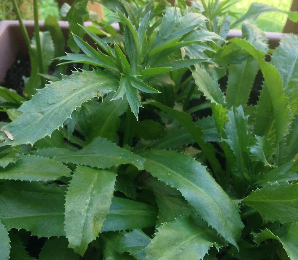 African Malli Coriander: Live Eryngium Foetidum Medicinal Plant for Your Garden