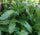 African Malli Coriander: Live Eryngium Foetidum Medicinal Plant for Your Garden