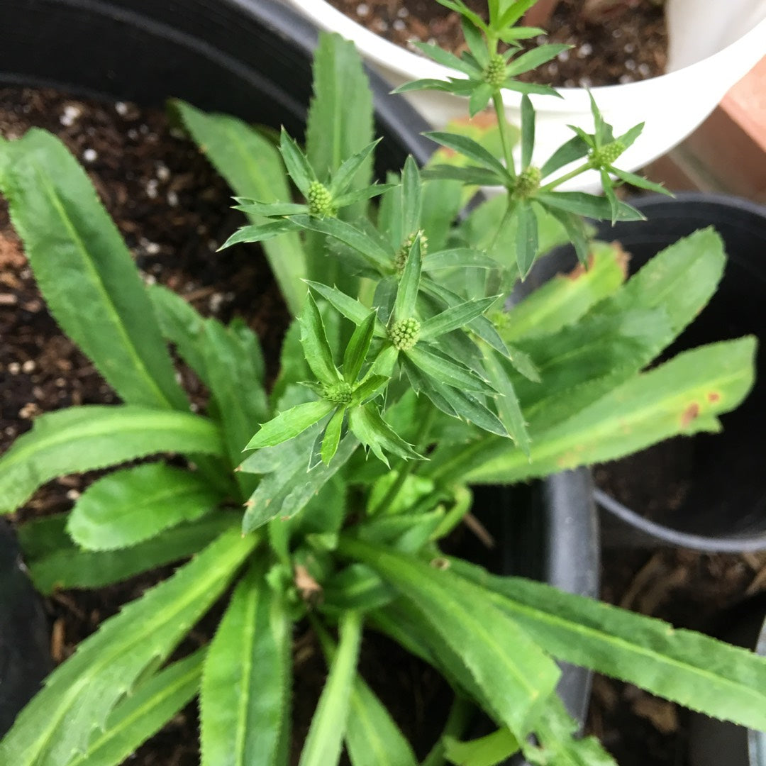 African Malli Coriander: Live Eryngium Foetidum Medicinal Plant for Your Garden