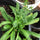 African Malli Coriander: Live Eryngium Foetidum Medicinal Plant for Your Garden