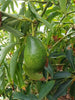 Ettinger  Avocado Seeds – Pack of 2 - Fruit Seeds
