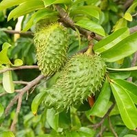 Soursop plant Annona muricata -  Medicinal Plant Live Plants