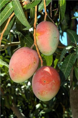 Exotic Mango Plant Varieties for Your Garden (Tommy Atkins) ) Live Mango 1 Plant (Mangifera indica) – Grafted Variety  -Fruit Plants