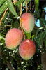 Exotic Mango Plant Varieties for Your Garden (Tommy Atkins) ) Live Mango 1 Plant (Mangifera indica) – Grafted Variety  -Fruit Plants