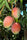 Exotic Mango Plant Varieties for Your Garden (Tommy Atkins) ) Live Mango 1 Plant (Mangifera indica) – Grafted Variety  -Fruit Plants