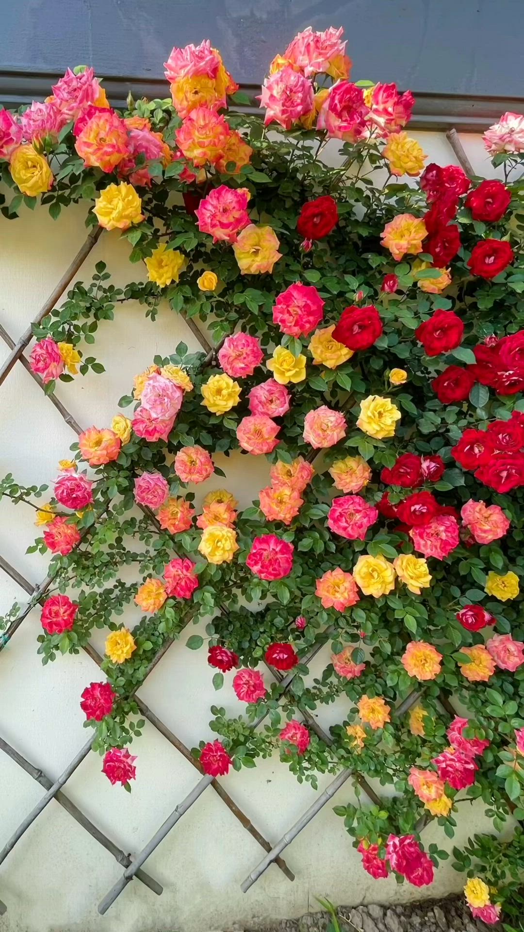 Garden Grace Hybrid Rose Seeds – Fragrant Climber for Pergolas & Walls - Rose Seeds