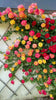 Garden Grace Hybrid Rose Seeds – Fragrant Climber for Pergolas & Walls - Rose Seeds