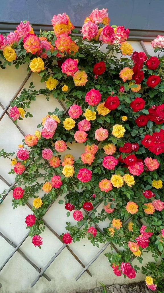 Garden Grace Hybrid Rose Seeds – Fragrant Climber for Pergolas & Walls - Rose Seeds