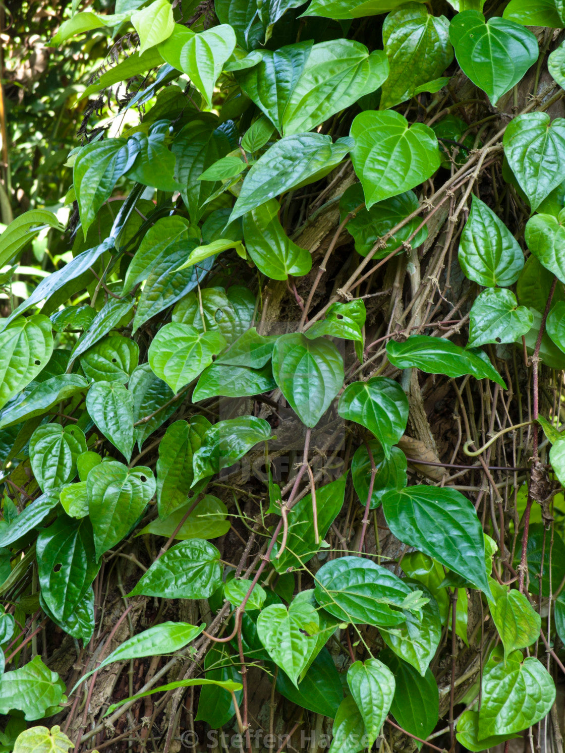 Vetta Piper Betel Medicinal Plant: Live, Healthy, Thriving for Home Gardens