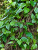 Vetta Piper Betel Medicinal Plant: Live, Healthy, Thriving for Home Gardens