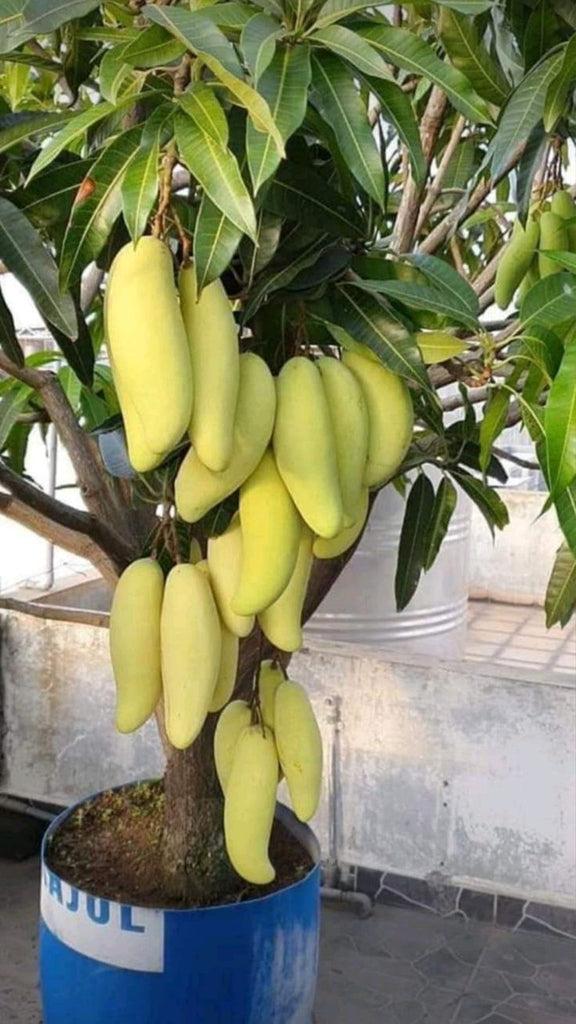 Exotic Mango Plant Varieties for Your Garden (Nam Dok Mai ) ) Live Mango 1 Plant (Mangifera indica) – Grafted Variety  -Fruit Plants