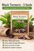 Black Turmeric Seeds – Pack of 5 | Exotic Healing Herb - Rhizome & Bulbs