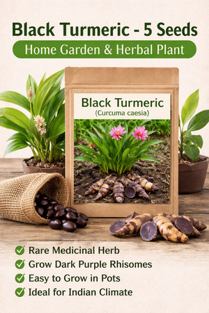Black Turmeric Seeds – Pack of 5 | Exotic Healing Herb - Rhizome & Bulbs