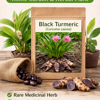 Black Turmeric Seeds – Pack of 5 | Exotic Healing Herb - Rhizome & Bulbs