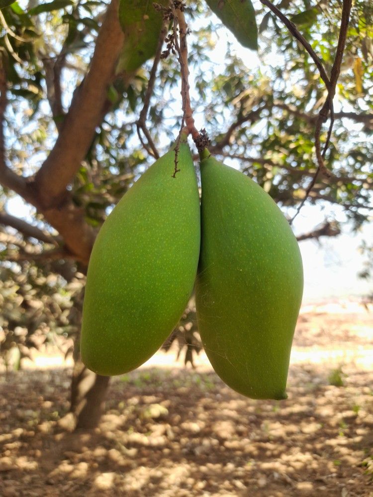 Mango Plant (Totapuri) ) Live Mango 1 Plant (Mangifera indica) – Grafted Variety  -Fruit Plants