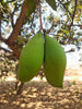Mango Plant (Totapuri) ) Live Mango 1 Plant (Mangifera indica) – Grafted Variety  -Fruit Plants