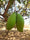 Mango Plant (Totapuri) ) Live Mango 1 Plant (Mangifera indica) – Grafted Variety  -Fruit Plants