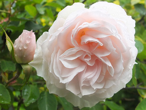 "Exotic Hybrid Climbing Rose Flower Seeds 20   - Coconut Ice - Rose Seeds