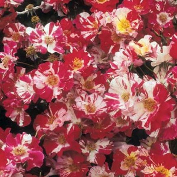Exotic Hybrid Climbing Rose Flower Seeds – Pack of 20  - Fourth of July - Rose Seeds