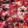 Exotic Hybrid Climbing Rose Flower Seeds – Pack of 20  - Fourth of July - Rose Seeds