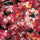 Exotic Hybrid Climbing Rose Flower Seeds – Pack of 20  - Fourth of July - Rose Seeds